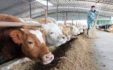 阿有珍的彝族合作社，新東牛奶制冷罐讓“高原奶”走得更遠(yuǎn)