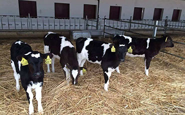 正確選擇犢牛島，夏日犢牛島管理建議