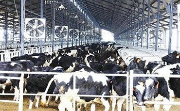 跨越山海的信任：伊比利亞乳業(yè)訂購(gòu)新東機(jī)械牛奶制冷罐