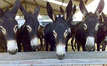 邢滿倉(cāng)的生態(tài)牧場(chǎng)，搭上新東牛奶制冷罐“農(nóng)機(jī)補(bǔ)貼快車(chē)”