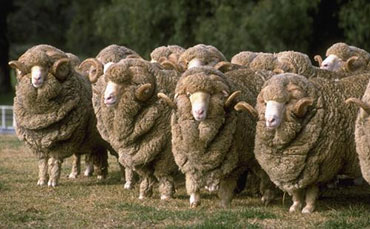 4次去山西忻州買牛的經(jīng)驗總結(jié)，無非就這些套路！