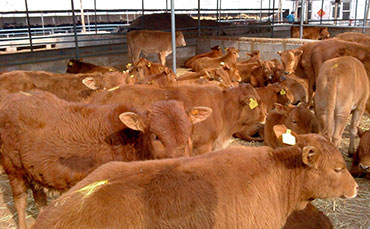 新東機(jī)械豬血冷藏罐，河北任丘豬血加工廠的“保鮮密碼”