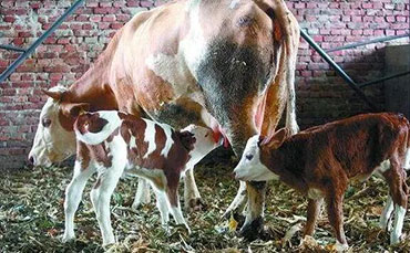 肯尼亞薩法乳業(yè)為何認(rèn)準(zhǔn)中國(guó)牛奶制冷罐？